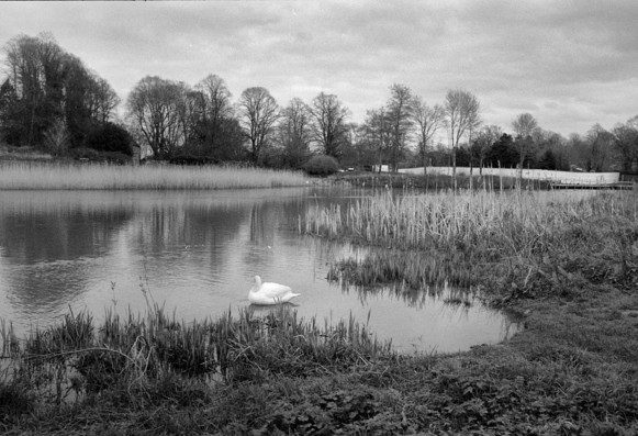 Black and white photo of a small lake with winter trees beyond. By the near shore of the lake, a white swan stands in the shallow water. On the far side, at the right hand end of a reed bed, its mate sits on a nest, barely seen.