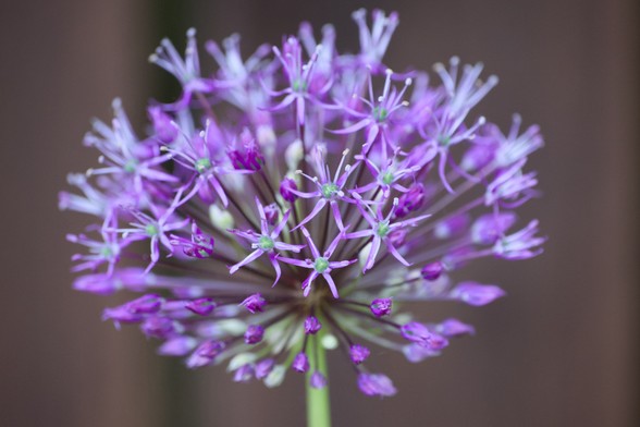Close-up of a purple Star of Persia flower in bloom.