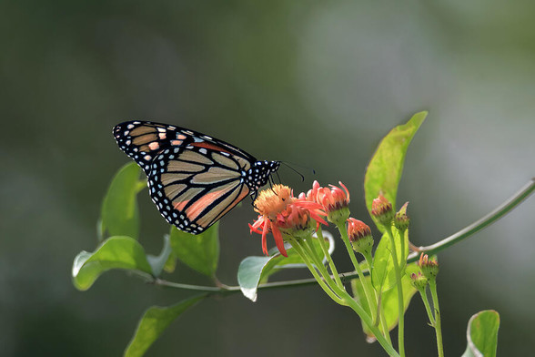 A monarch butterfly is perched delicately on some orange flowers, with its wings lifted upward. The green leaves and blurred background provide a peaceful and natural setting for the scene. Photography by Debra Martz