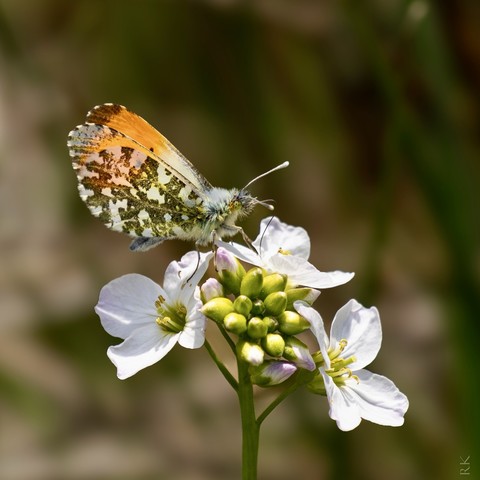 A butterfly with orange, white, and black patterned wings perched on a cluster of small white flowers.