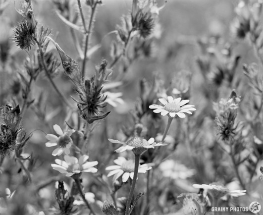 A black-and-white close-up film photo of daisies and other Andalucian wildflowers.