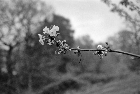 A small branch with blossom against an out of focus background in this black and white photo.