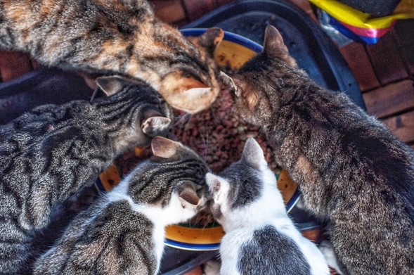 Fünf Katzen fressen gemeinsam aus einer großen Schüssel. 

Five cats eating together from a large bowl. 