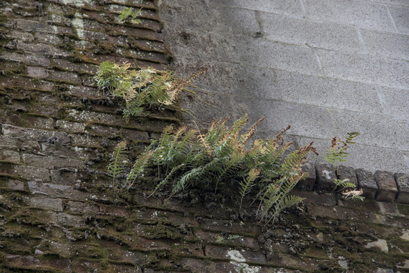 Licorice Fern Growing on the side of a building