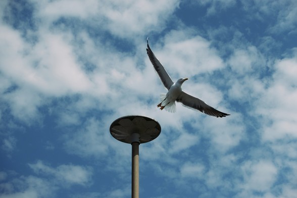 Seagull takes off from a streetlight against a partly cloudy sky.
