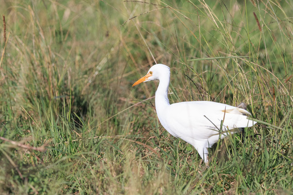 A bright white cattle egret (with bright orange bill) stalks through grass looking for its next snack.