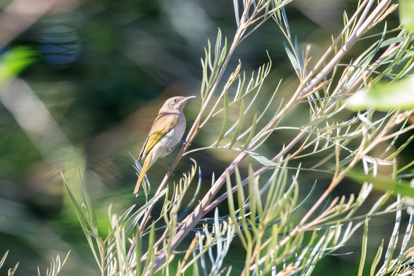 A small honeyeater on a grevillea branch. It is a pail off-white body, with brown and olive wings, brownish head, with a small yellow eye patch. 
