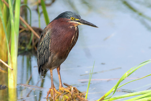 A green heron stands in shallow water amongst green reeds, with its sharp gaze directed toward something off-camera. Its feathers display a rich array of colors and patterns that blend well with the surrounding natural environment. Photography by Debra Martz