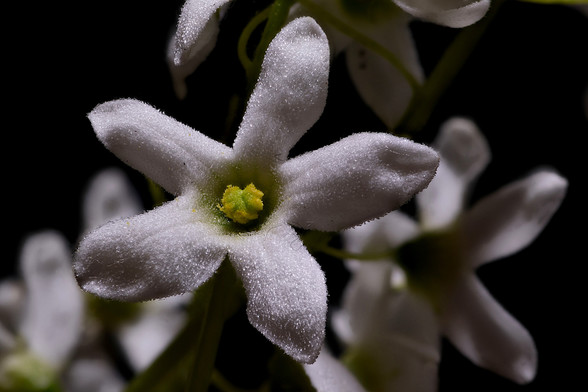 Macro Starvine Balsam Apple