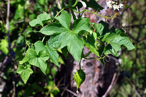 Wild Cucumbers