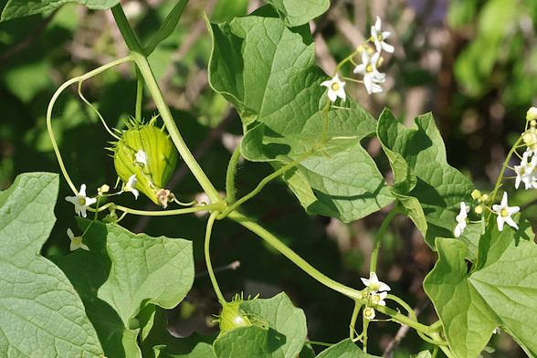 Wild Cucumbers