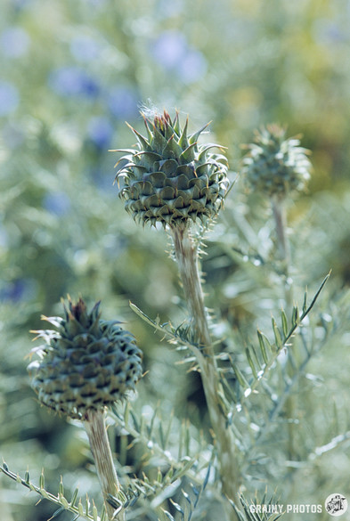 A close-up colour film photo of three thistles.