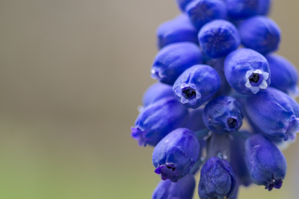 The photograph is a close-up, macro shot of a cluster of vibrant, deep blue flowers. The flowers are small and tightly packed, resembling a bunch of tiny, elongated grapes. Each flower has a slightly tubular shape with a dark center and delicate, lighter-colored edges, giving them a soft and intricate appearance. The background is blurred, with muted tones of green and beige, ensuring that the focus remains entirely on the striking blue flowers. 