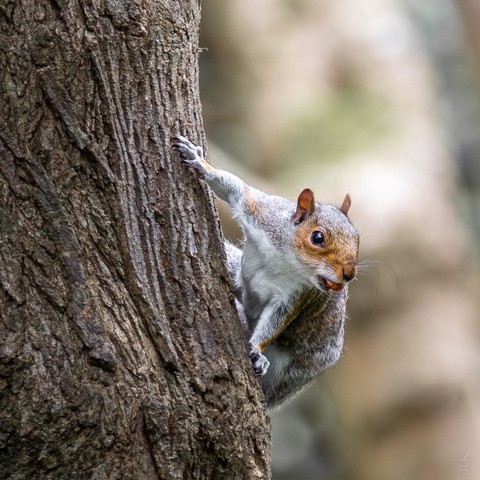 A squirrel with a nut in its mouth clings to the side of a tree, looking toward the camera.