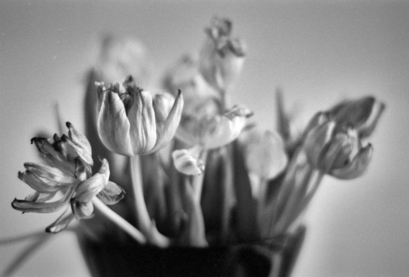 Black and white photo of a bunch of tulips in a bowl, looking rather the worse for wear. Only two, towards the left side, are in at least partial focus, but the shapes of others can be easily made out.