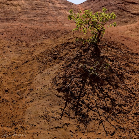 A hill of red, sandy earth, on a mound a small green shrub whose black shadow is projected beneath it.