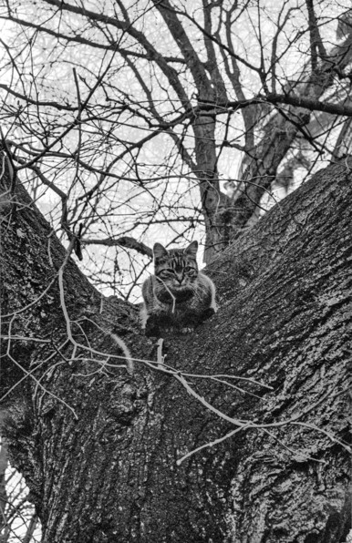 The black and white photo depicts a cat perched atop a tree branch. The cat is facing the viewer, its head slightly tilted to the left. Its eyes are wide open and its ears are perked up, suggesting that it is alert and curious. The cat's fur is short and sleek, and its body is well-proportioned. 
The tree branch on which the cat is sitting is thick and sturdy,