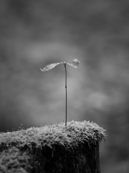 Black and white close up of a sapling growing on a moss covered tree stump. The background is light gray and out of focus.
