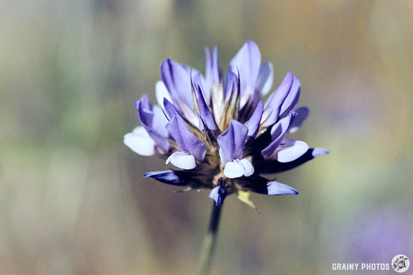 A macro colour film photo of a blue Andalucian wildflower. The photo was taken with a Pentax MX camera on Porta 160 film.