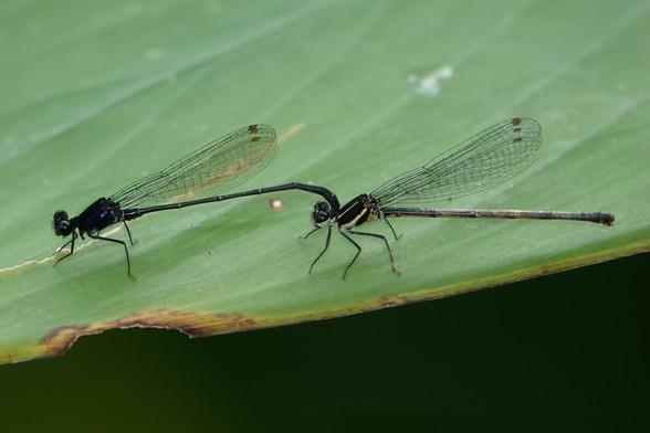 A pair of damselflies. The male is using his tail to hold on to the female at the back of her head.

The male is dark and mostly unmarked. The female is dark, with some light stripes running along its body.