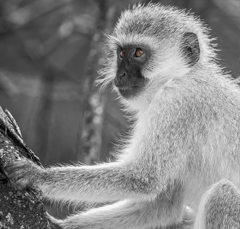 Black and white photography of a vervet monkey sitting on a tree  branch and looking off to the side. 