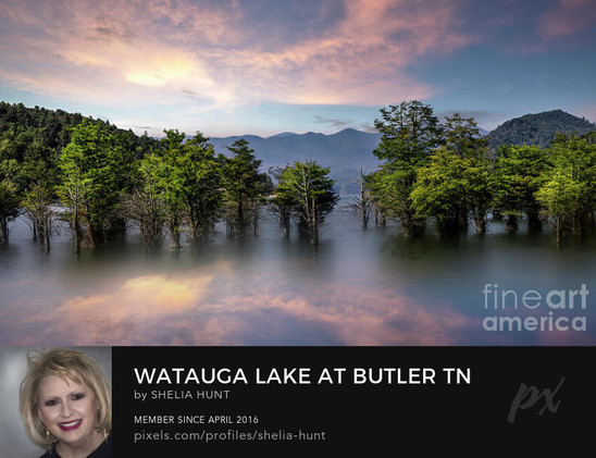 Panoramic view of Watauga Lake near sunset in Northeast Tennessee.  The ghost town of Old Butler now lies under the lake.  The scene has beautiful pink clouds in the late evening sky, with a beautiful reflection in the lake.  Cypress trees are partly submerged in the beautiful water. This scenic view was taken by Shelia Hunt Photography.