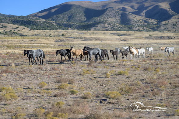 Part of a wild horse herd as they move towards the waterhole on a warm fall afternoon.
Wildhorsephotographs.com by Fon Denton