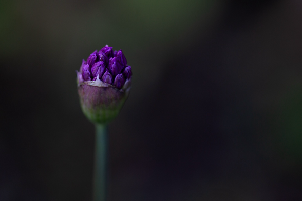 A bold purple allium flower beginning to bloom