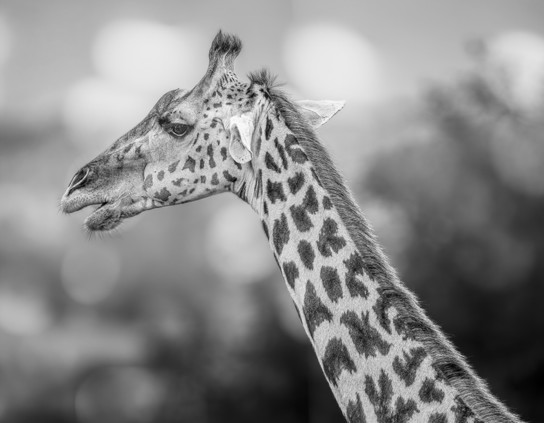 Giraffe profile portrait in black and white. Photographed in Tanzania Africa. 