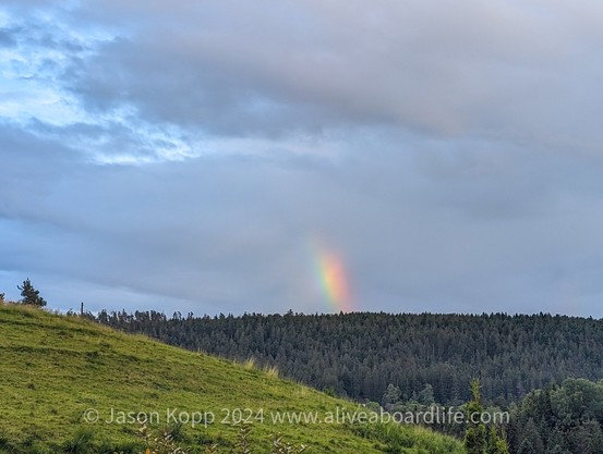 Rainbow low on the horizon over pines in the Black Forest near sun down as the rain clouds begin to clear and reveal a patch of blue sky.