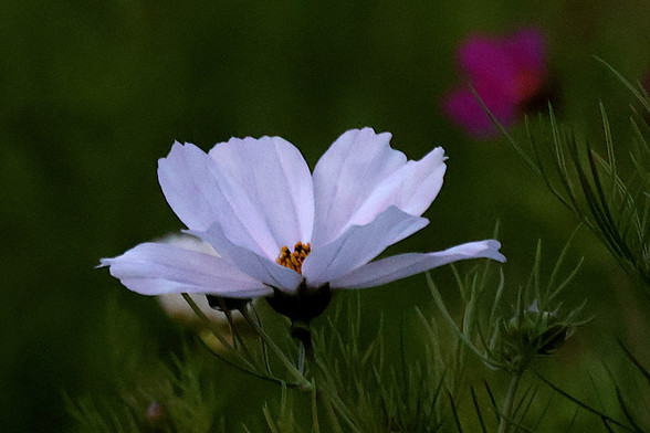 White Cosmos taken during the last few moments of Daylight