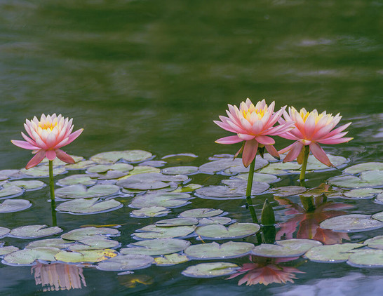 Three pink water lilies are blooming above the surface of a pond with their reflections gently mirrored in the water. Surrounding the flowers are floating green lily pads, contributing to a serene aquatic scene.  Photography by Debra Martz