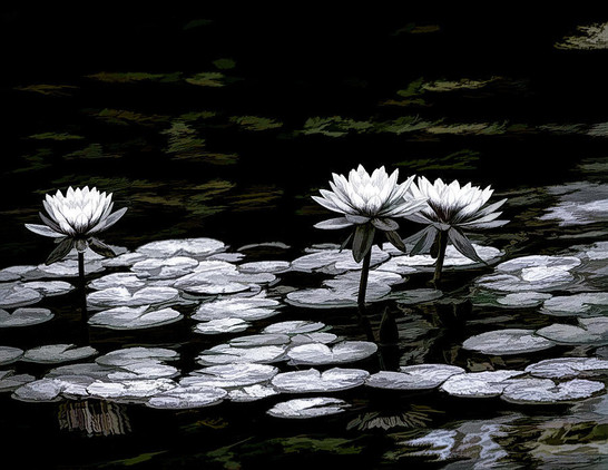 Water lilies bloom serenely on the dark surface of a pond, surrounded by floating leaves that create a contrast against the reflective water. The scene conveys a sense of tranquility and the timeless beauty found in nature. The work is in black and white with hints of color on the water. PhotoArt by Debra Martz