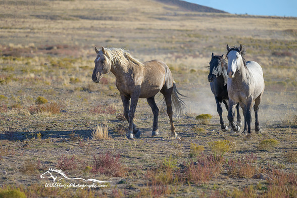 A group of wild horses, led by a sooty palomino stallion known as Glory, pick up speed as they head toward the waterhole.
WildHorsePhotographs.com by Fon Denton