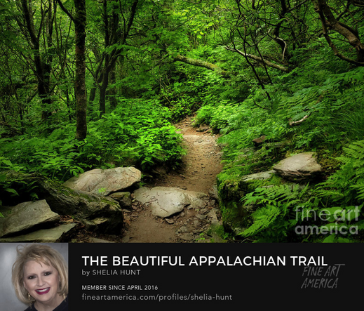 In this scene, the Appalachian Trail meanders through the lush greenery of the Blue Ridge Mountains in western North Carolina, offering a wonderful adventure in the heart of nature   From the Fine Art Gallery of Shelia Hunt at Shelia-hunt.pixels.com