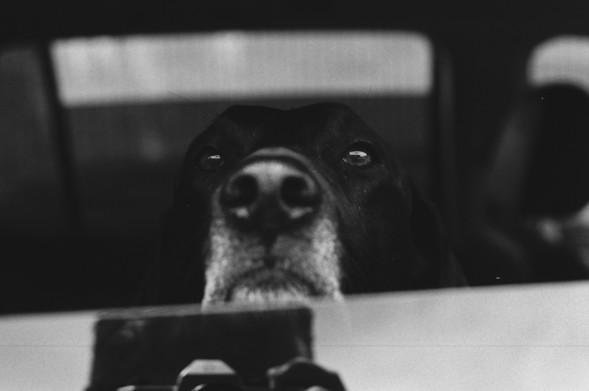 My dog, Shadow looks at me through the window of my car
