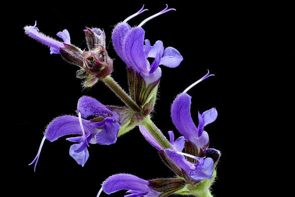 Macro Meadow Sage

Images stacked using the WeMacro Focus Rail and Zerene Stacker in Linux.