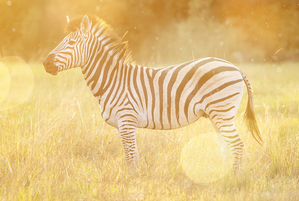 A zebra standing in the savannah in the golden late afternoon sunlight. Photographed in Botswana. 