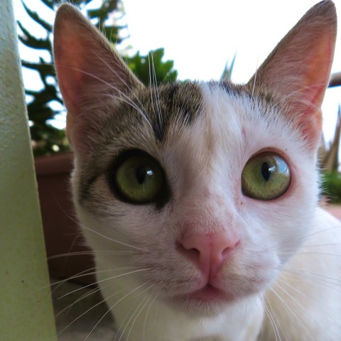 Crete street cat #crete #greece #mochlos #travel #cat #cats #europe #griechenland #hellas #kreta #reisen