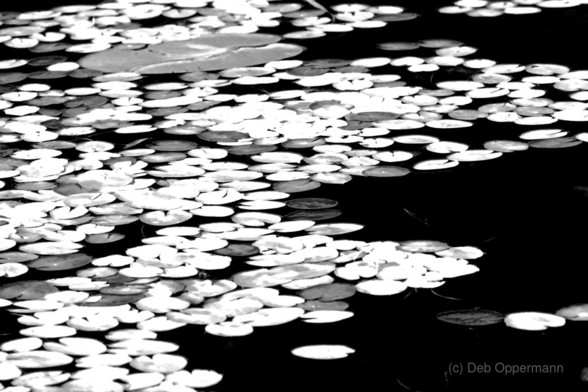 Black and white lily pads in abstract