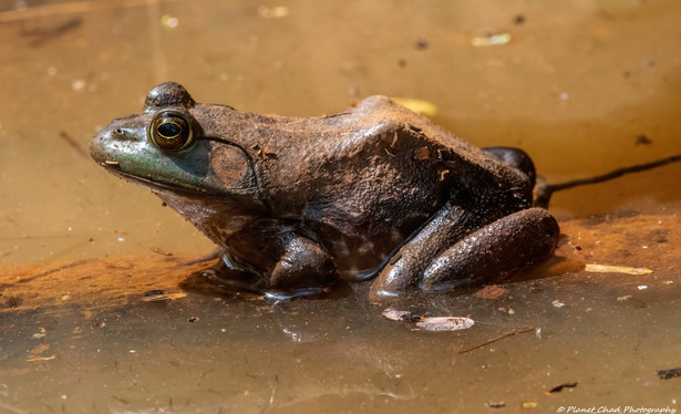 An american bullfrog frog is perched on what appears to be a wet surface, possibly at the edge of a body of water. Its eyes are bulging and vigilant, and its skin glistens with moisture, blending with the earthy tones around it.
