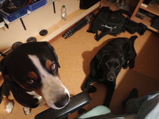 Zwei Hunde warten darauf, dass sie was von den Erdnussflips abbekommen. 