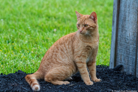 A ginger tabby cat sits on a black mulched surface, looking to the side with a focused expression. Its fur contrasts with the bright green grass in the background, and it seems alert and watchful.