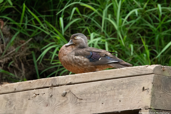A female wood duck with blue wing feathers is perched on a wooden beam in a swamy area, possibly taking a rest. In the background, lush green grass can be seen, suggesting a natural habitat or park.