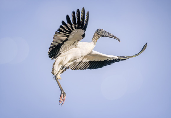 Wood stork in flight preparing to land. Photographed in the Pantanal area of Brazil. 