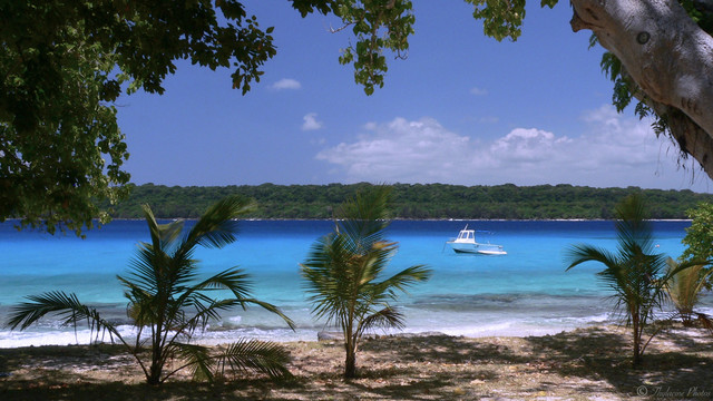 A tropical coastal scene, looking across crystal clear ocean waters to forested islands nearby.  Overhanging trees provide mottled shade in the foreground.  The coral beach shining white; the water a bright azure blue, turning dark navy blue in the distance. Sky a hazy blue, white fluffy clouds on the right horizon.  A white dive boat is moored to the mid right.  It's a serene, calm image.