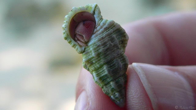 A close up of a tiny spiral shell, opening facing the viewer, barely 25mm/an inch long.  It's white with thin green stripes, and a hermit crab can be seen hiding inside.  Thumb and index finger holding it look quite large.  Blurry background in sandy green tones.