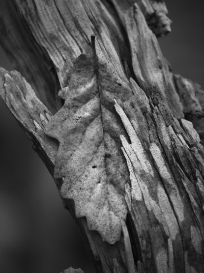 Schwarz-weiß Foto eines getrockneten Blattes, dass in den Rissen eines gesplitterten Astes hängen geblieben ist.