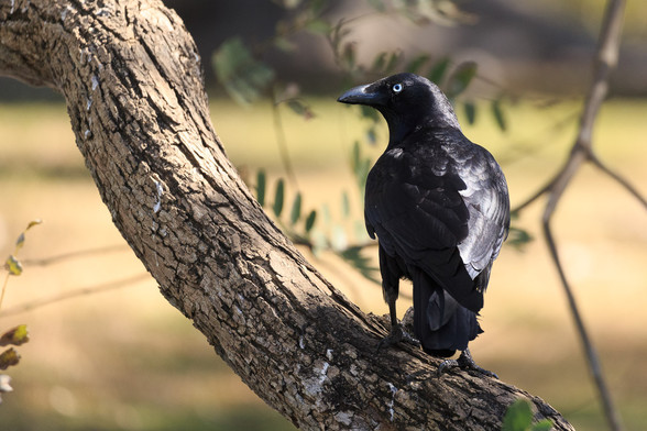 A (dry) Torresian Crow perched in a tree, looking back over its shoulder towards the camera. It has black, shiny feathers, and a white eye, and a steel grey beak. 