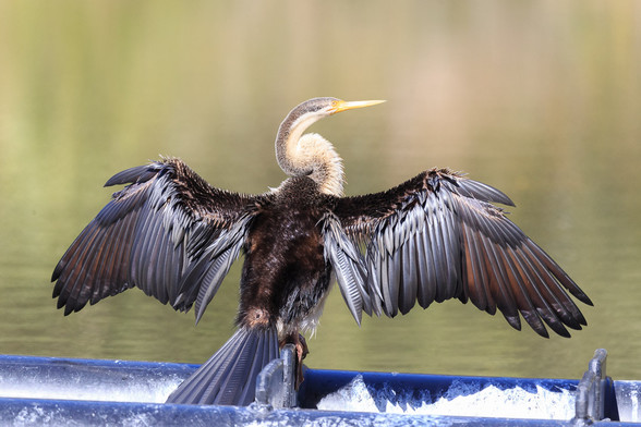 An Australasian Darter (possibly juvenile male) with wings stretched out drying in the sun. Its shiny dark brown back is towards us, with its long neck in characteristic S shape, facing right. 